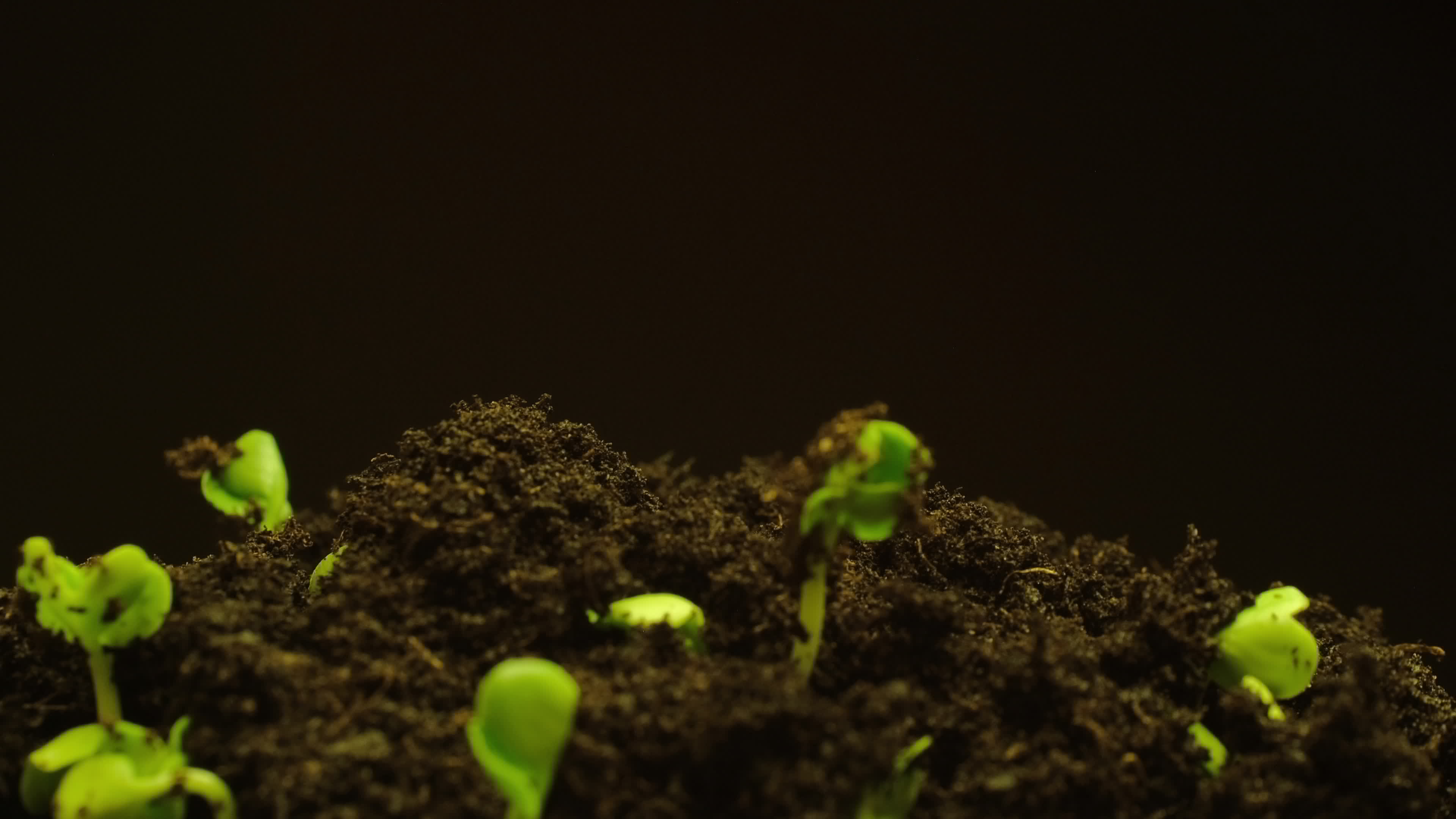 Growing seeds rising from soil time lapse 4k footage. 4401373 Stock