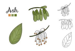 Vector set of ash tree elements isolated on white background. Botanical illustration of ash leaf, brunch, flowers, key fruits. Black and white clip art.