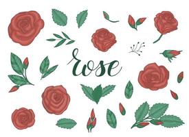 Colored set of roses. Engraving style floral pack. Graphic line drawing collection. Hand drawn illustration. vector