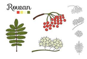 Vector set of rowan tree elements isolated on white background. Botanical illustration of rowan berry, brunch, flowers. Black and white clip art