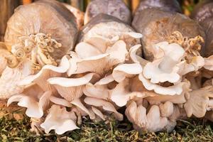 Oyster Mushroom . photo