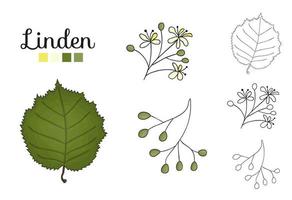 Vector set of linden tree elements isolated on white background. Botanical illustration of linden leaf, brunch, flowers, fruits, ament, cone. Black and white clip art.