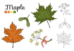 Vector set of maple tree elements isolated on white background. Botanical illustration of maple leaf, brunch, flowers, key fruit. Black and white clip art