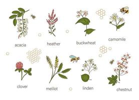 Vector set of colored wild flowers. Illustration of honey flowers with bee, bumblebee, honeycombs. Colorful collection of acacia,heather,chamomile,buckwheat,clover,melilot,chestnut,willow