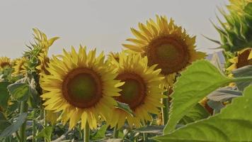 Very Nice Sunflowers Field. video