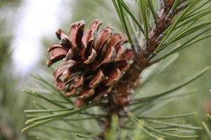 Red cone on a spruce branch photo