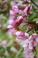 Pink buds of blooming cherry. Sakura branch photo