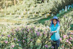 trabajadoras agricultoras están trabajando en el jardín de albaricoque, hermosas flores de albaricoque rosa. foto