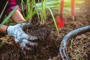 Asian women being dig the ground Planting lemongrass. Vegetable kitchen garden. photo