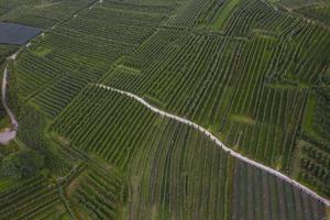 Vista superior de las plantaciones de manzanas de Trentino en Italia foto