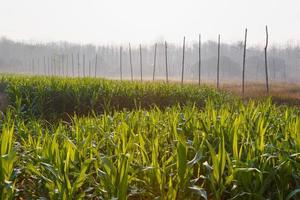 Beautiful morning  the corn field photo