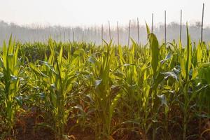 Beautiful morning  the corn field photo