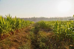 hermosa mañana el campo de maíz