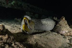 Moray eel Mooray lycodontis undulatus in the Red Sea, eilat israel photo