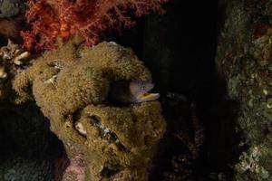 Moray eel Mooray lycodontis undulatus in the Red Sea, eilat israel photo