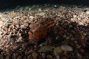 Octopus king of camouflage in the Red Sea, Eilat Israel photo