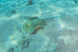 Blue spotted stingray On the seabed in the Red Sea photo