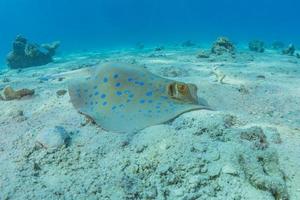 Blue spotted stingray On the seabed in the Red Sea photo