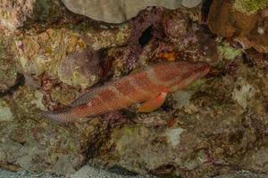 Fish swim in the Red Sea, colorful fish, Eilat Israel photo