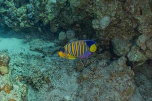 Fish swim in the Red Sea, colorful fish, Eilat Israel photo