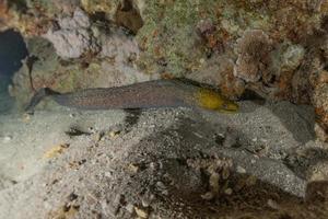 Moray eel Mooray lycodontis undulatus in the Red Sea, eilat israel photo