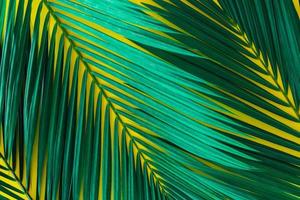 Green palm leaves on a bright yellow background. summer concept photo