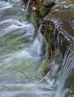 cascada de helechos foto