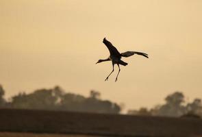 Sandhill Crane, reserva cosumnes foto