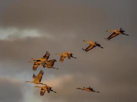 Sandhill Crane, Cosumnes Reserve photo