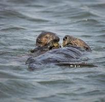 Sea Otter, Elkhorn Slough photo