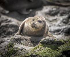 Harbor Seal Closeup, Elkhorn Slough photo