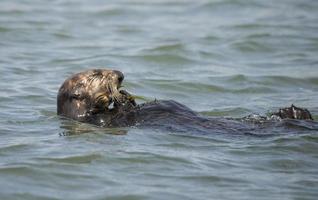 Sea Otter, Elkhorn Slough photo