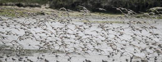 Western Sandpiper Flock, Elkhorn Slough