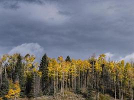 Fall Aspens Along Highway 8, Northern New Mexico photo