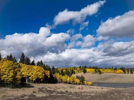 Fall Aspens Along Highway 8, Northern New Mexico photo