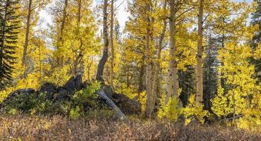 Aspens and Dark Rocks, Carson Pass photo