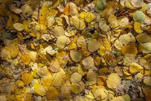 Golden Aspen Leaves on the Ground photo