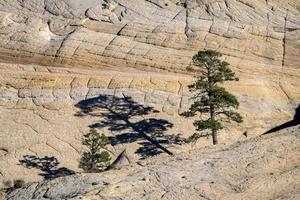 Tree Shadow in Escalante Country photo