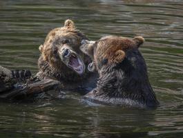 Fortress of the Bear Rescue Center, Sitka, Alaska photo