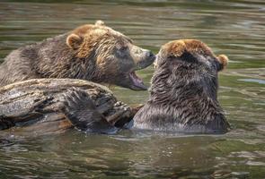 Fortress of the Bear Rescue Center, Sitka, Alaska photo