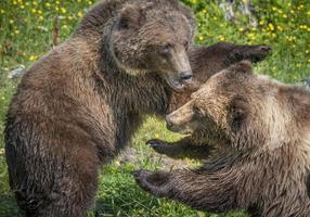 Fortaleza del centro de rescate de osos, Sitka, Alaska foto