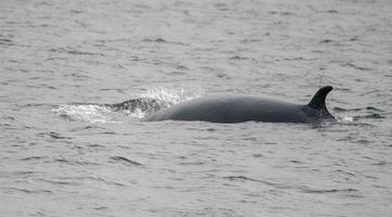 Minke Whale, Alaska photo