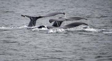 Humpback Whale Fluke Trio Near Juneau, Alaska photo