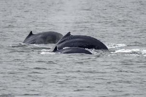 ballena jorobada cerca de juneau, alaska foto