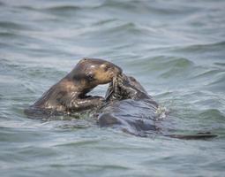 Sea Otter, Elkhorn Slough photo