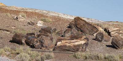 Petrified Forest Logs photo