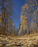 Low Angle View of Aspen Trees Near Lundy Lake photo