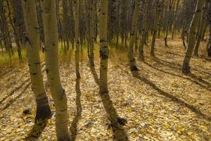 Silhouetted Aspen Trunks, Lundy Lake Area photo