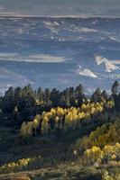álamos de gran altitud, Utah foto