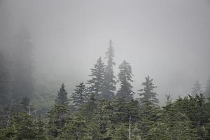 bosque lluvioso brumoso, alaska
